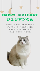 前野幹子ブリーダーからお迎えしたミヌエット：マカロンちゃん