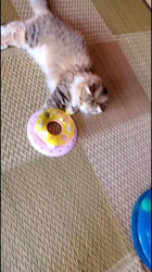 大木美智子ブリーダーからお迎えしたマンチカン：アンちゃん