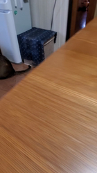 大木美智子ブリーダーからお迎えしたマンチカン：アンちゃん