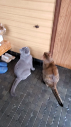 大木美智子ブリーダーからお迎えしたミヌエット：てんくん