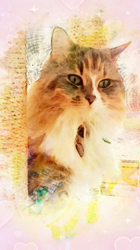 大木美智子ブリーダーからお迎えしたマンチカン：アンちゃん