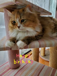 大木美智子ブリーダーからお迎えしたマンチカン：アンちゃん