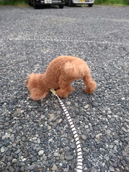 篠崎瑞代ブリーダーからお迎えしたトイプードル：ルルくん