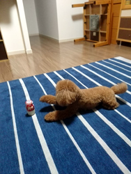 篠崎瑞代ブリーダーからお迎えしたトイプードル：ルルくん