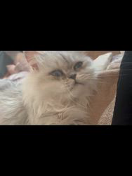 西角順子ブリーダーからお迎えしたペルシャ(チンチラ)：レインくん