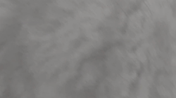 冨岡利枝ブリーダーからお迎えしたミヌエット：ゆきくん