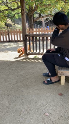 田中健一ブリーダーからお迎えしたトイプードル：陽愛(ひな)ちゃん