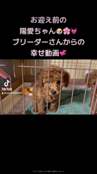田中健一ブリーダーからお迎えしたトイプードル：陽愛(ひな)ちゃん