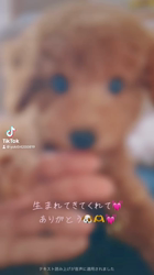 田中健一ブリーダーからお迎えしたトイプードル：陽愛(ひな)ちゃん