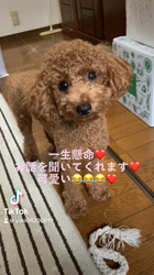 田中健一ブリーダーからお迎えしたトイプードル：陽愛(ひな)ちゃん