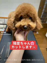 田中健一ブリーダーからお迎えしたトイプードル：陽愛(ひな)ちゃん