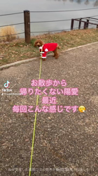 田中健一ブリーダーからお迎えしたトイプードル：陽愛(ひな)ちゃん