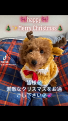 田中健一ブリーダーからお迎えしたトイプードル：陽愛(ひな)ちゃん
