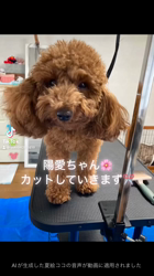 田中健一ブリーダーからお迎えしたトイプードル：陽愛(ひな)ちゃん