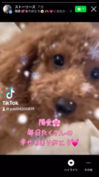田中健一ブリーダーからお迎えしたトイプードル：陽愛(ひな)ちゃん