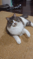 佐々木美絵ブリーダーからお迎えしたメインクーン：ふーにゃん(フローラ)ちゃん