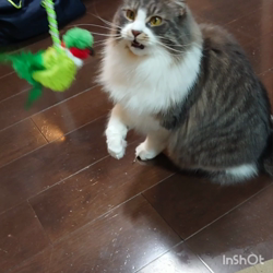 佐々木美絵ブリーダーからお迎えしたメインクーン：ふーにゃん(フローラ)ちゃん