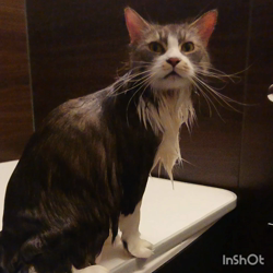 佐々木美絵ブリーダーからお迎えしたメインクーン：ふーにゃん(フローラ)ちゃん