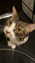 佐々木美絵ブリーダーからお迎えしたメインクーン：ふーにゃん(フローラ)ちゃん