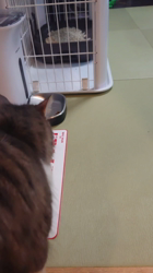 佐々木美絵ブリーダーからお迎えしたメインクーン：ふーにゃん(フローラ)ちゃん