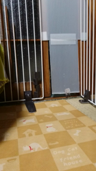 岩瀬由二ブリーダーからお迎えしたポメラニアン：モコちゃん