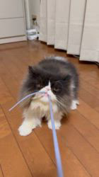 武藤ミチルブリーダーからお迎えしたエキゾチックロングヘア：ニュイくん