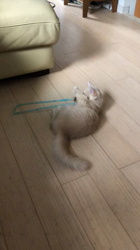 杉野洋子ブリーダーからお迎えしたマンチカン：旺治郎（オウジロウ）くん