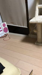 杉野洋子ブリーダーからお迎えしたマンチカン：旺治郎（オウジロウ）くん