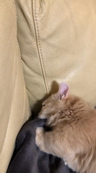 杉野洋子ブリーダーからお迎えしたマンチカン：旺治郎（オウジロウ）くん