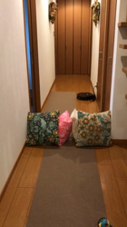 乾広子ブリーダーからお迎えしたトイプードル：くろまめちゃん