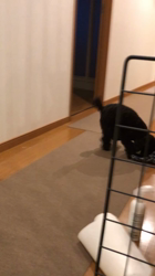 乾広子ブリーダーからお迎えしたトイプードル：くろまめちゃん