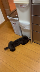 乾広子ブリーダーからお迎えしたトイプードル：くろまめちゃん