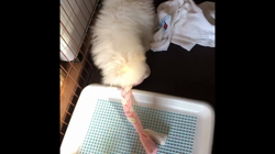 伊東佳代子ブリーダーからお迎えしたポメラニアン：雪太くん