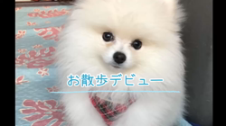 伊東佳代子ブリーダーからお迎えしたポメラニアン：雪太くん