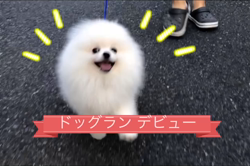 伊東佳代子ブリーダーからお迎えしたポメラニアン：雪太くん