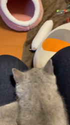 小松成治ブリーダーからお迎えしたブリティッシュショートヘア：nicoちゃん