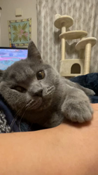 小松成治ブリーダーからお迎えしたブリティッシュショートヘア：nicoちゃん