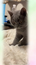 小松成治ブリーダーからお迎えしたブリティッシュショートヘア：nicoちゃん