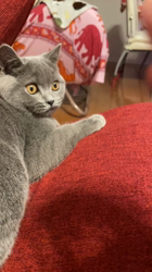 小松成治ブリーダーからお迎えしたブリティッシュショートヘア：nicoちゃん