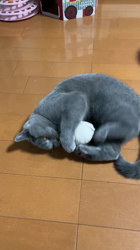 小松成治ブリーダーからお迎えしたブリティッシュショートヘア：nicoちゃん