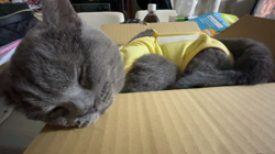 小松成治ブリーダーからお迎えしたブリティッシュショートヘア：nicoちゃん