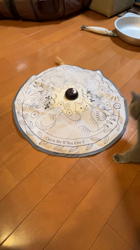 小松成治ブリーダーからお迎えしたブリティッシュショートヘア：nicoちゃん