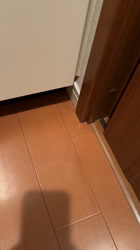 小松成治ブリーダーからお迎えしたブリティッシュショートヘア：nicoちゃん