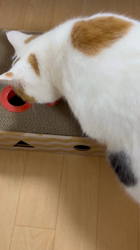 谷本マリ子ブリーダーからお迎えしたブリティッシュショートヘア：ゆずちゃん