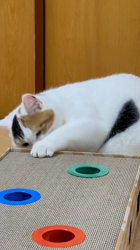 谷本マリ子ブリーダーからお迎えしたブリティッシュショートヘア：ゆずちゃん