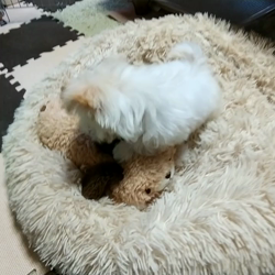 田本美佐ブリーダーからお迎えしたチワワとマルチーズのミックス：桜くん