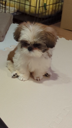 近藤登喜芳ブリーダーからお迎えしたシーズー：つむぎちゃん