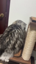 石井順子ブリーダーからお迎えしたマンチカン：夢(ゆめ)ちゃん