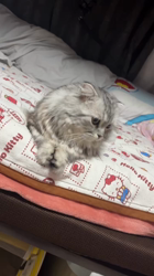 石井順子ブリーダーからお迎えしたマンチカン：夢(ゆめ)ちゃん
