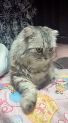 石井順子ブリーダーからお迎えしたマンチカン：夢(ゆめ)ちゃん